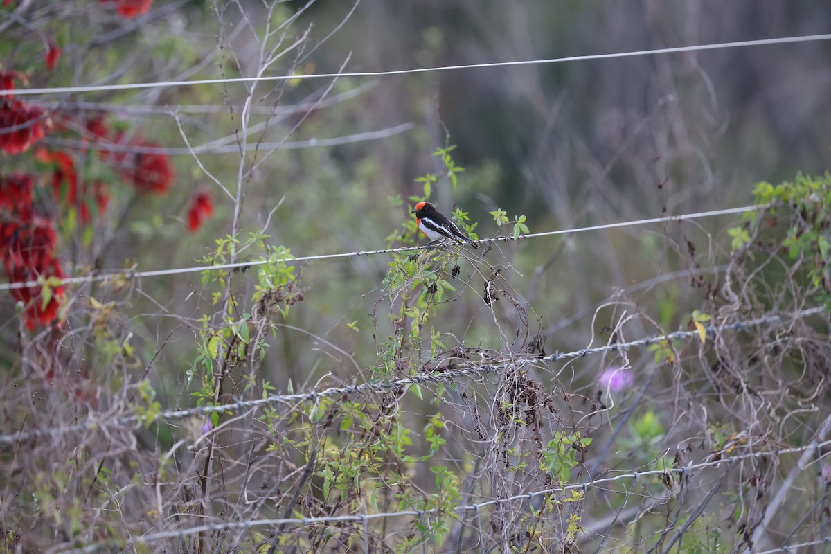 Red-capped Robin - ML609659951
