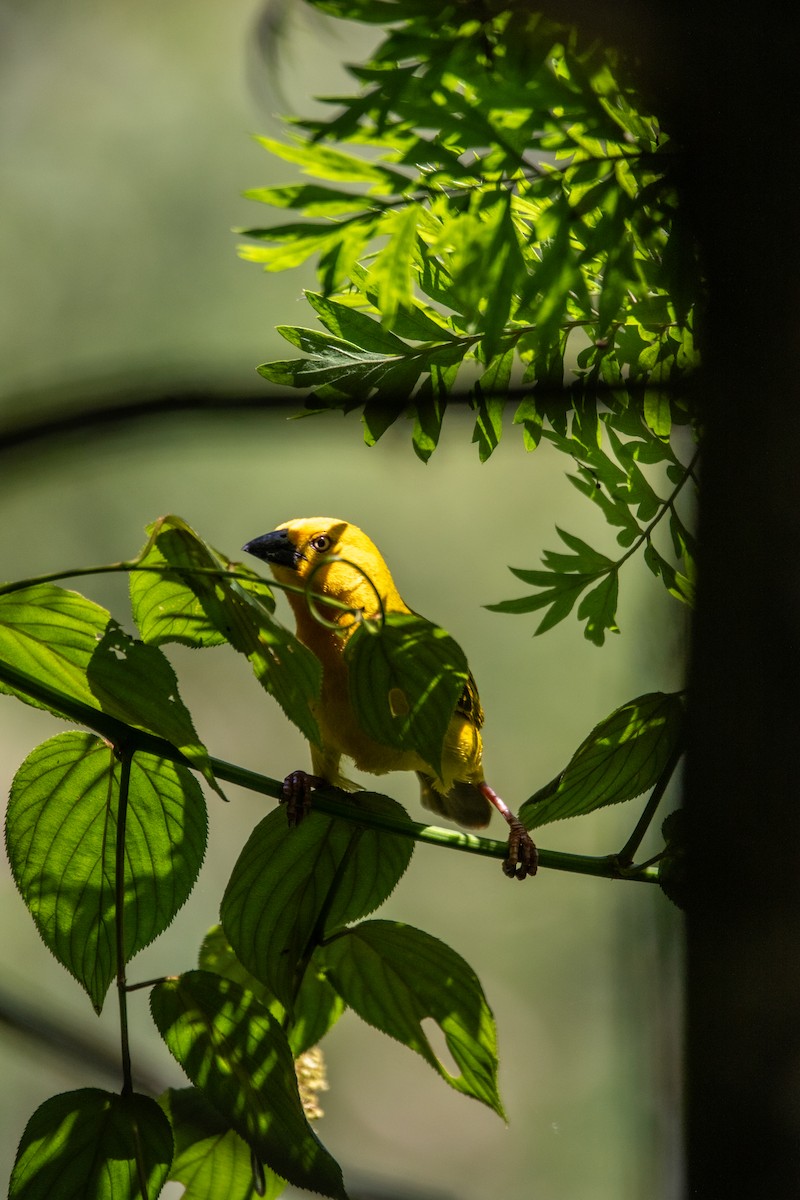 Holub's Golden-Weaver - ML609659988