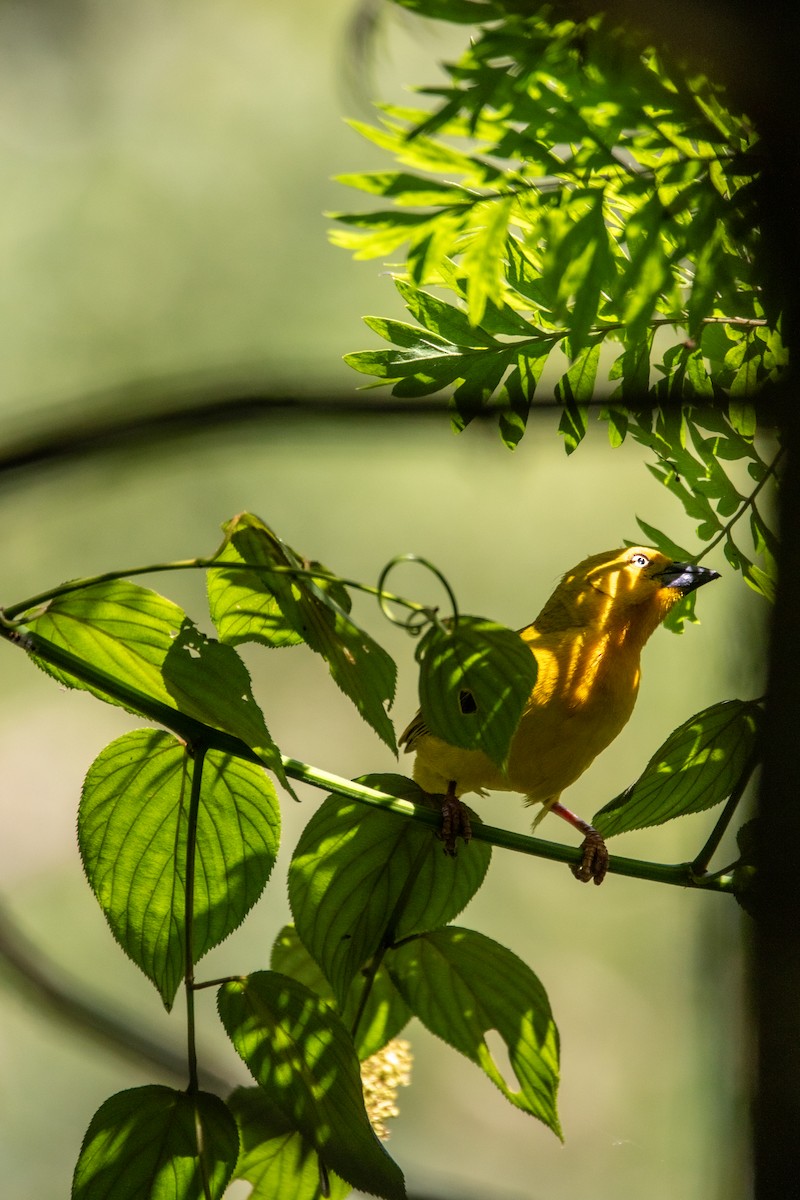 Holub's Golden-Weaver - ML609659989