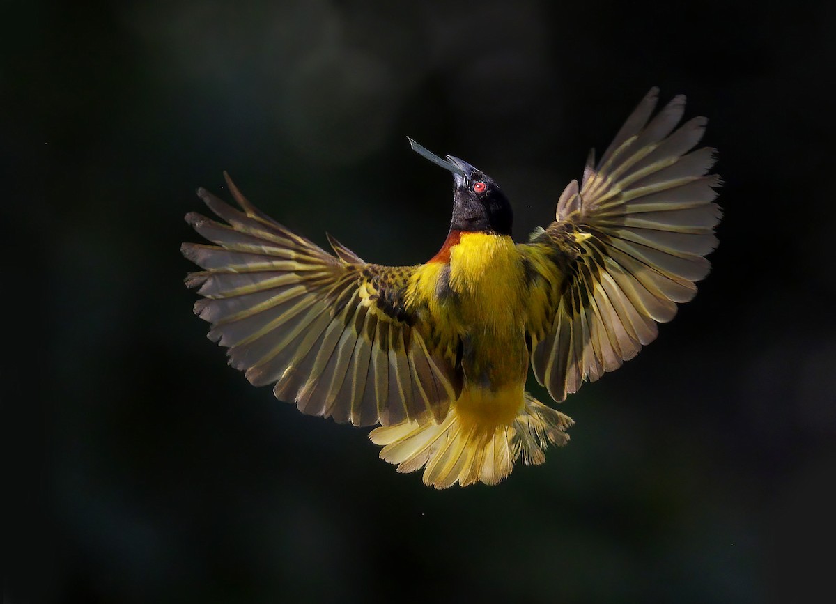 Golden-backed Weaver - sheau torng lim