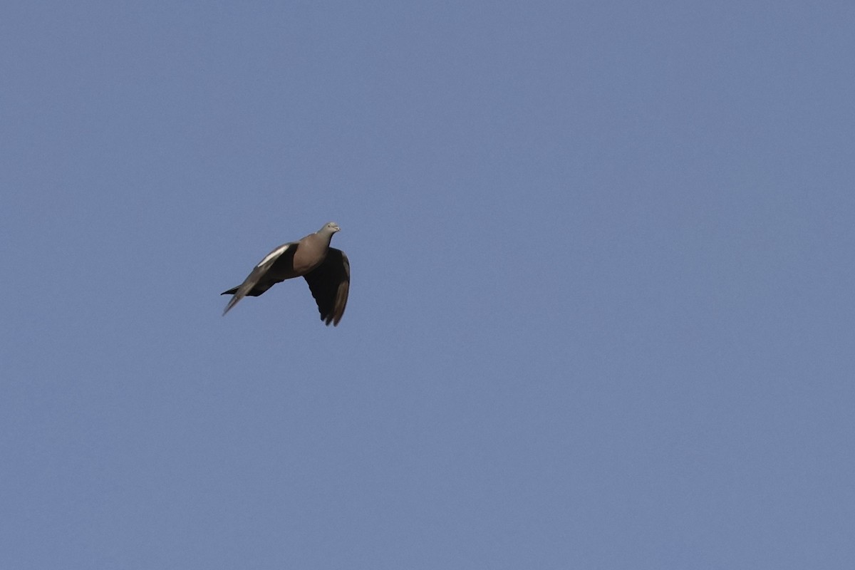 Common Wood-Pigeon (Cinnamon-necked) - ML609660196