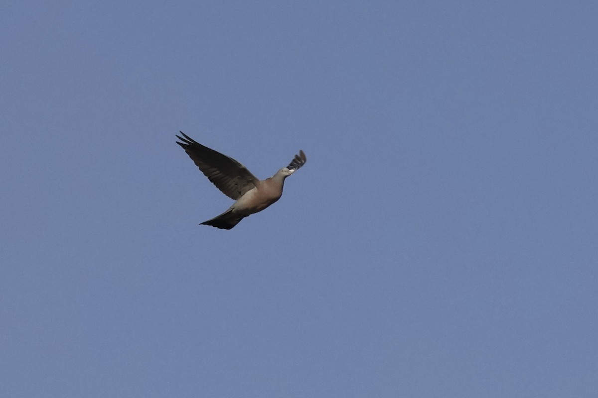 Common Wood-Pigeon (Cinnamon-necked) - ML609660197