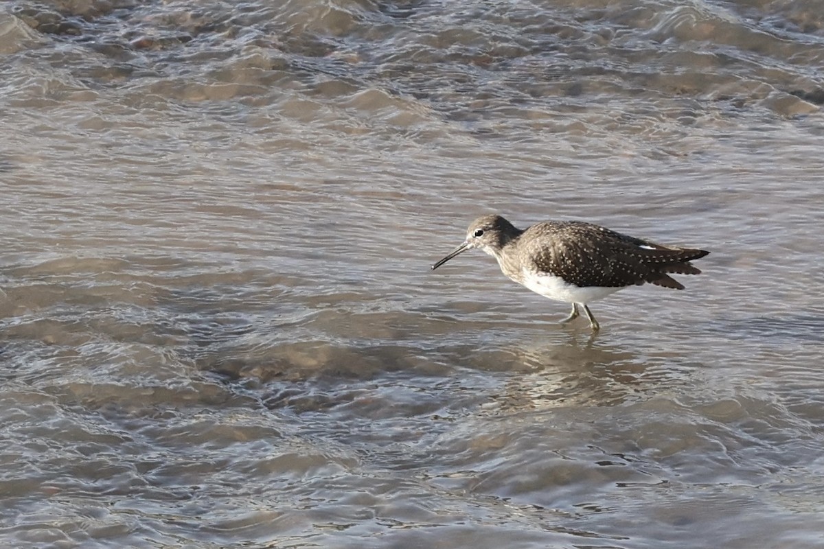 Green Sandpiper - ML609660202