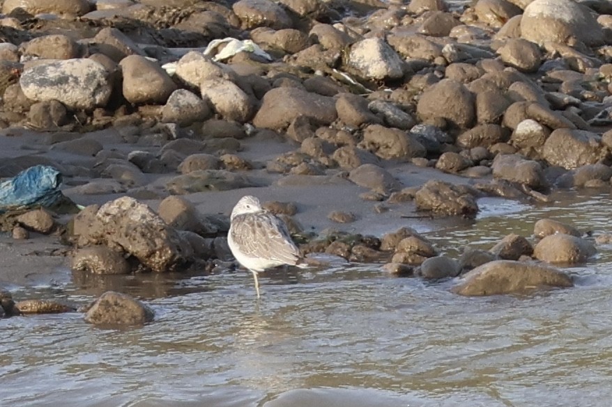 Common Greenshank - ML609660207