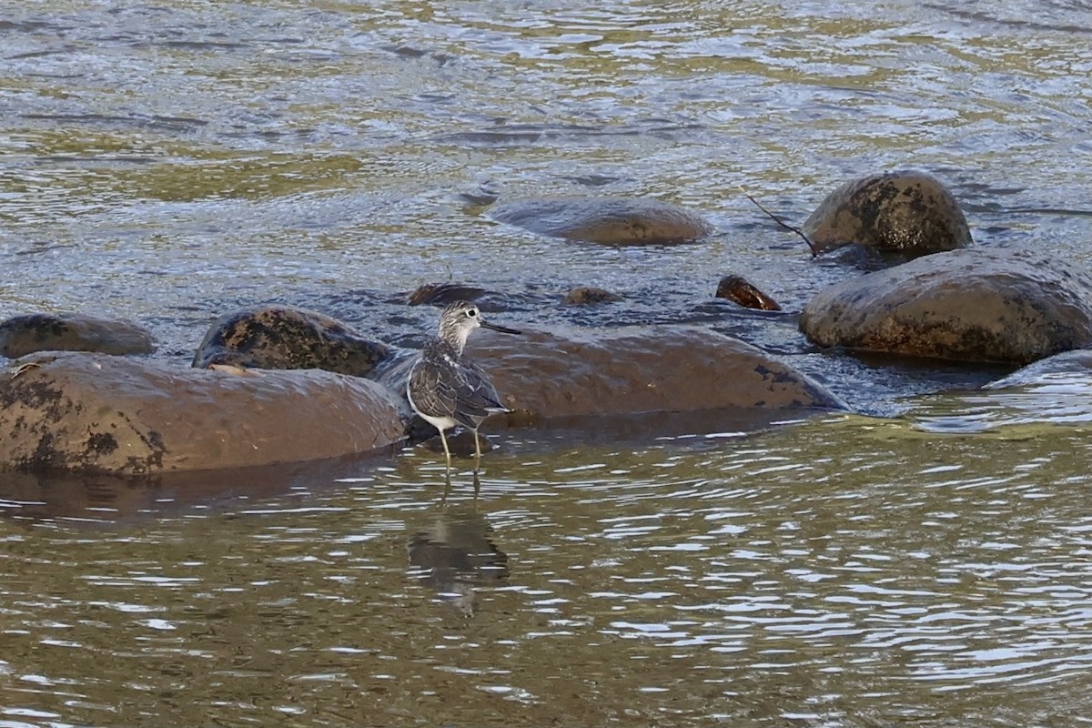 Common Greenshank - ML609660208