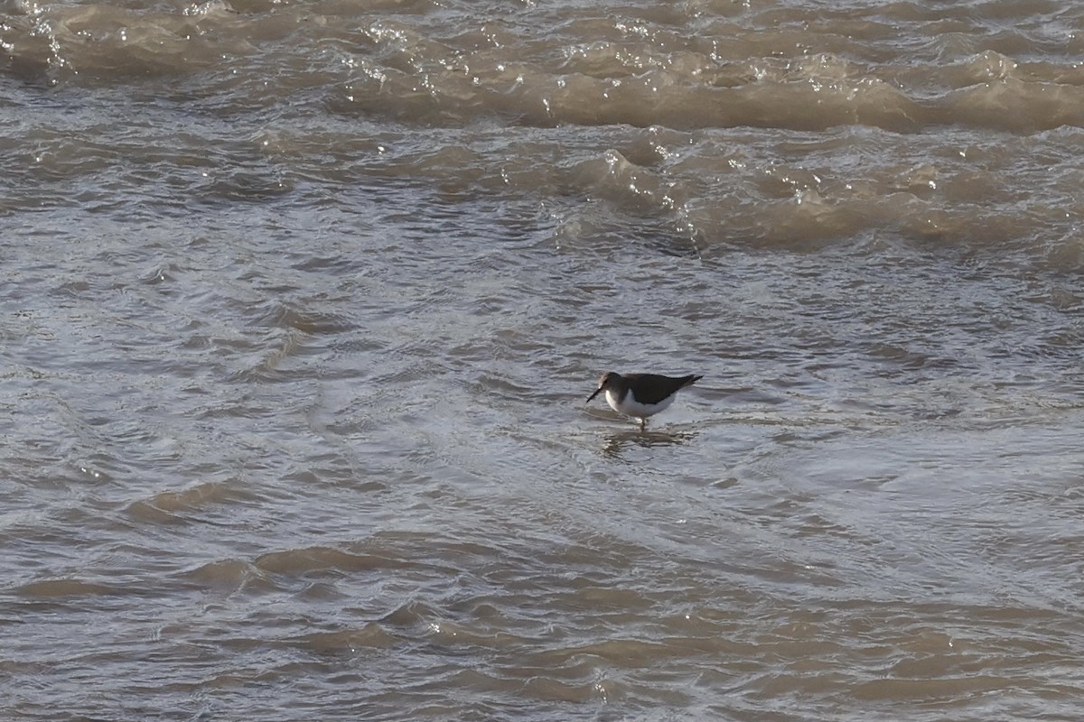 Common Sandpiper - Peyton Stone