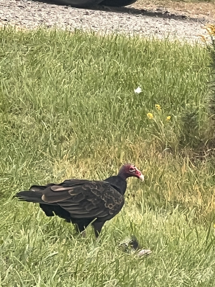 Turkey Vulture - ML609660257