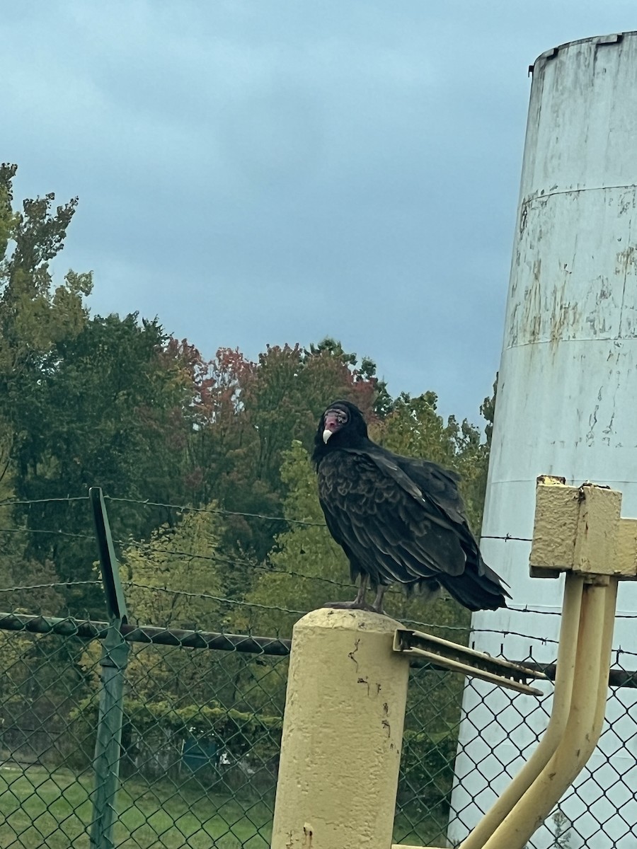 Turkey Vulture - ML609660298