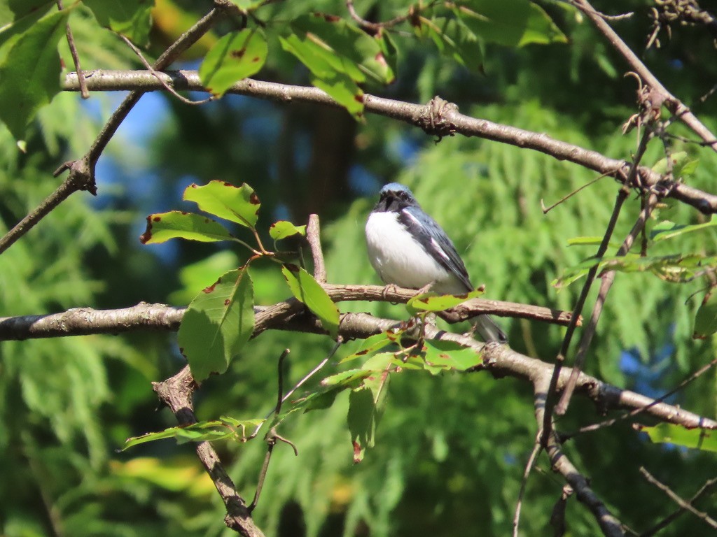 Black-throated Blue Warbler - Erica Kawata