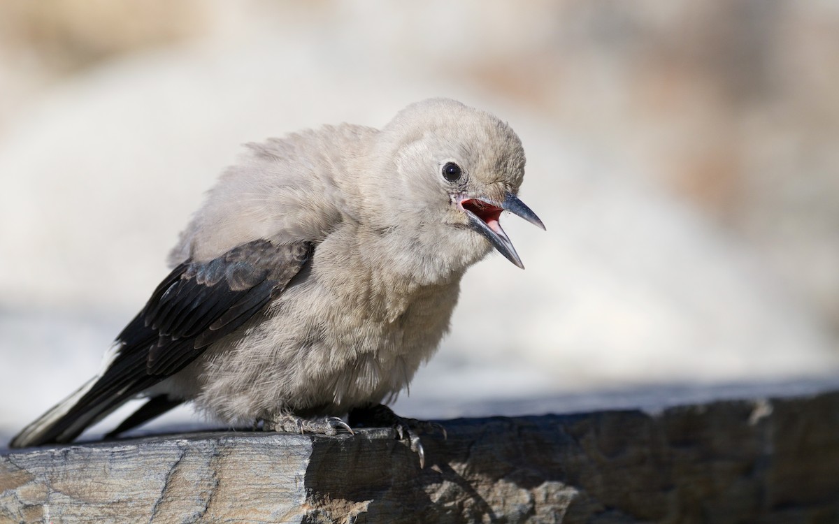 Clark's Nutcracker - ML60966041