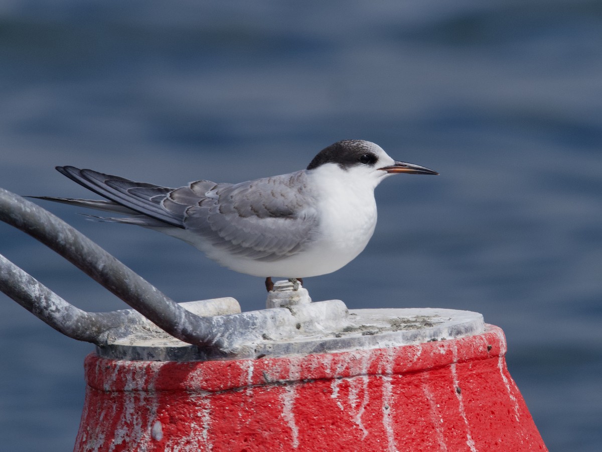 Common Tern (hirundo/tibetana) - ML609660440