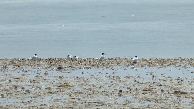 Australian Fairy Tern - ML609660446
