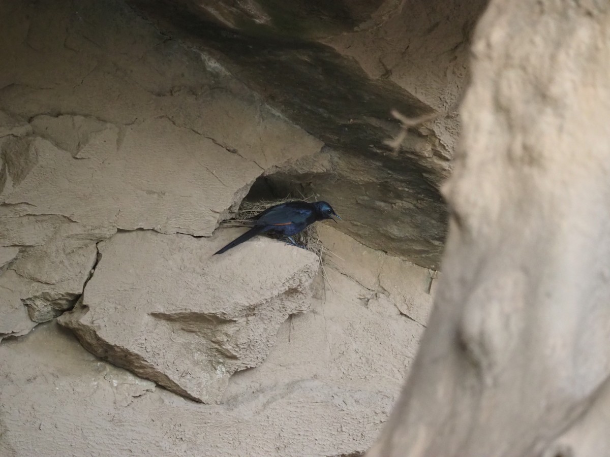 Slender-billed Starling - Adrian Hinkle