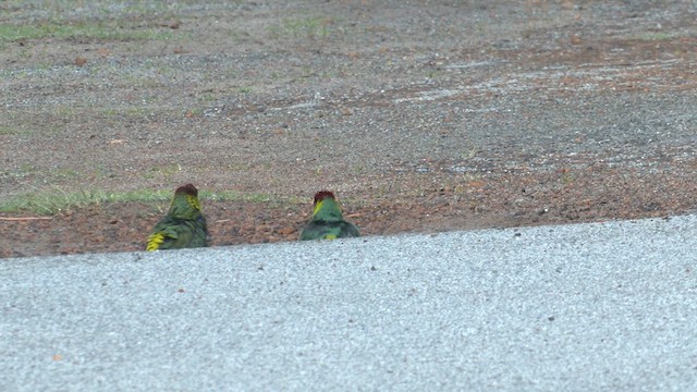 Red-capped Parrot - ML609660659