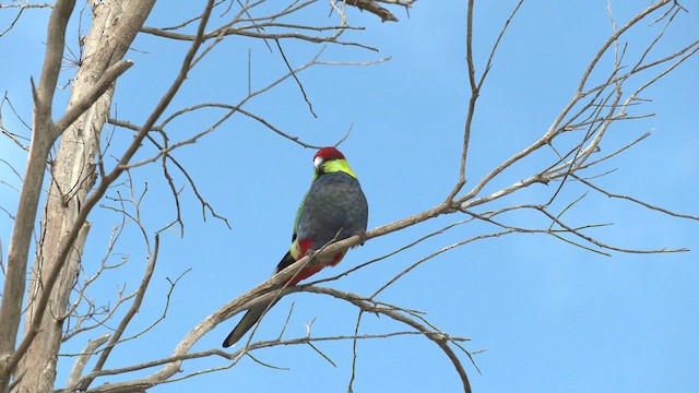 Perico Capelo - ML609660662