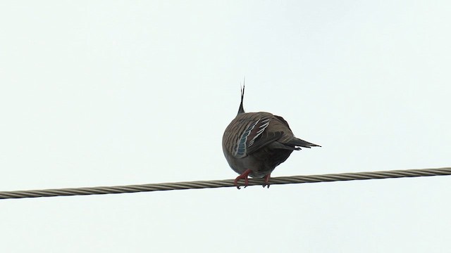 Crested Pigeon - ML609660707