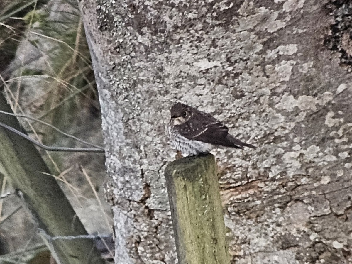 Dark-sided Flycatcher - Per Harald Pedersen