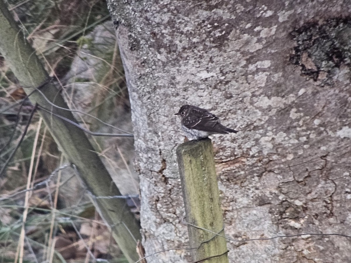 Dark-sided Flycatcher - Per Harald Pedersen