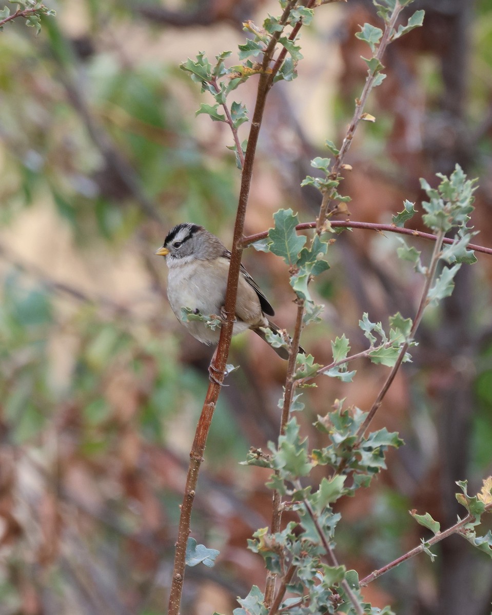 White-crowned Sparrow - ML609660819