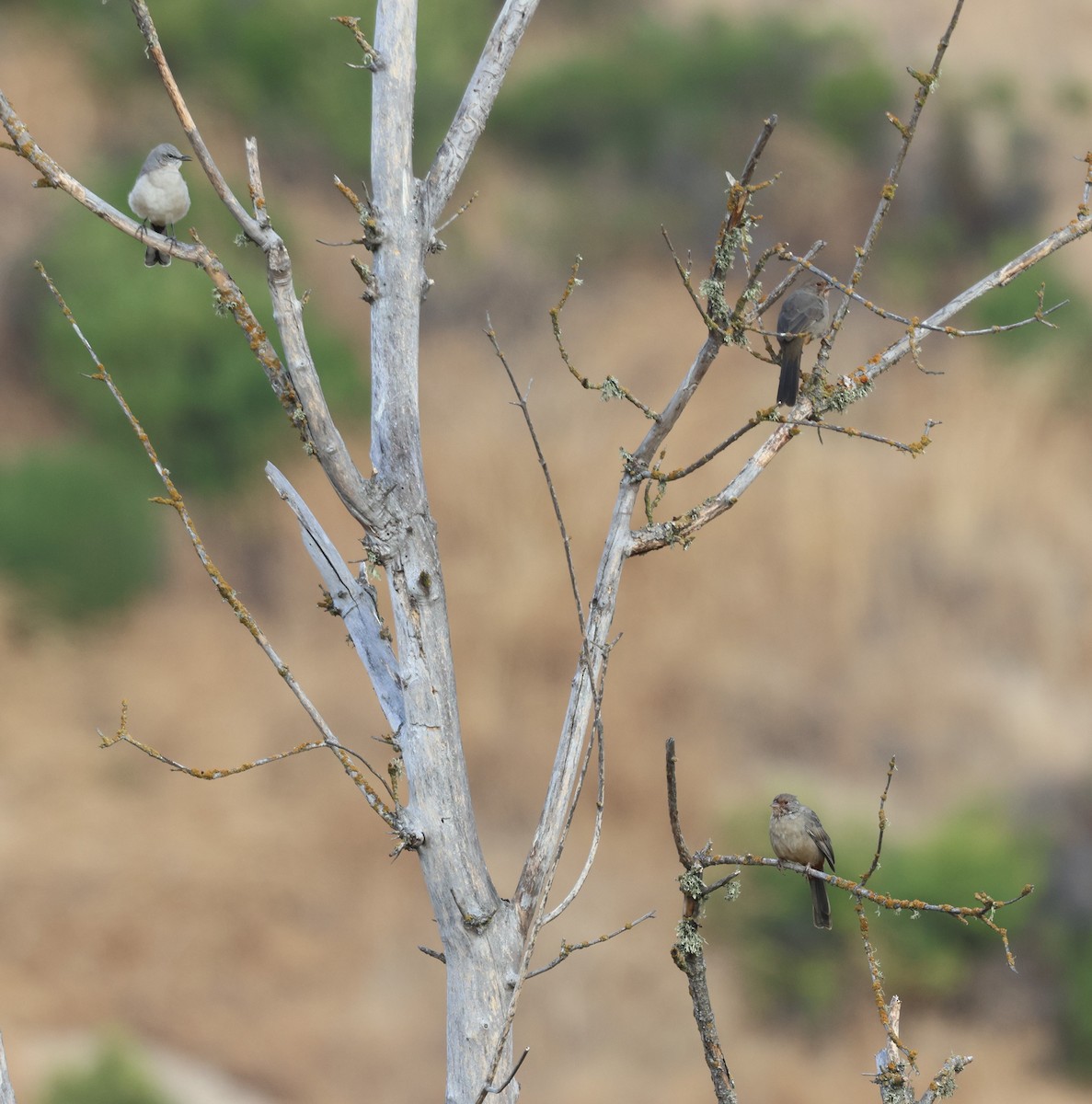 California Towhee - ML609660868