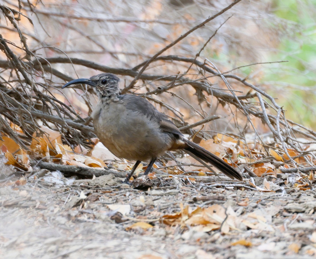 California Thrasher - ML609660930