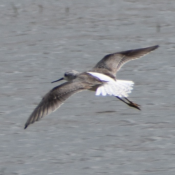 Marsh Sandpiper - ML609661037