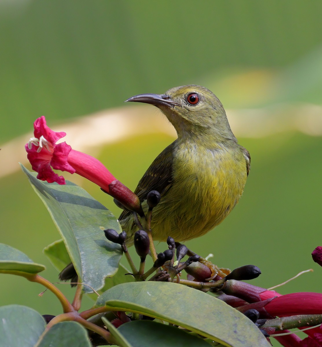 Brown-throated Sunbird - ML609661051