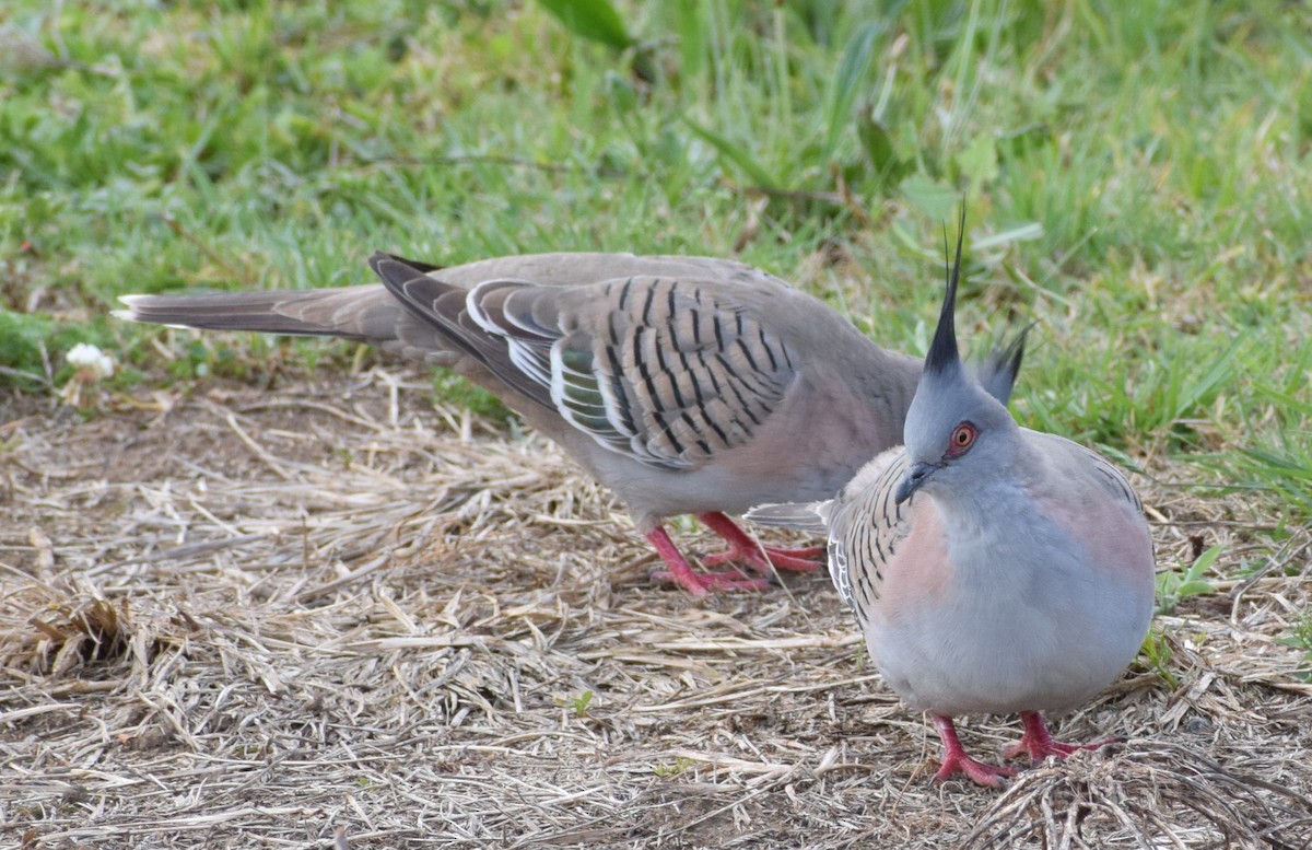 Crested Pigeon - ML609661150