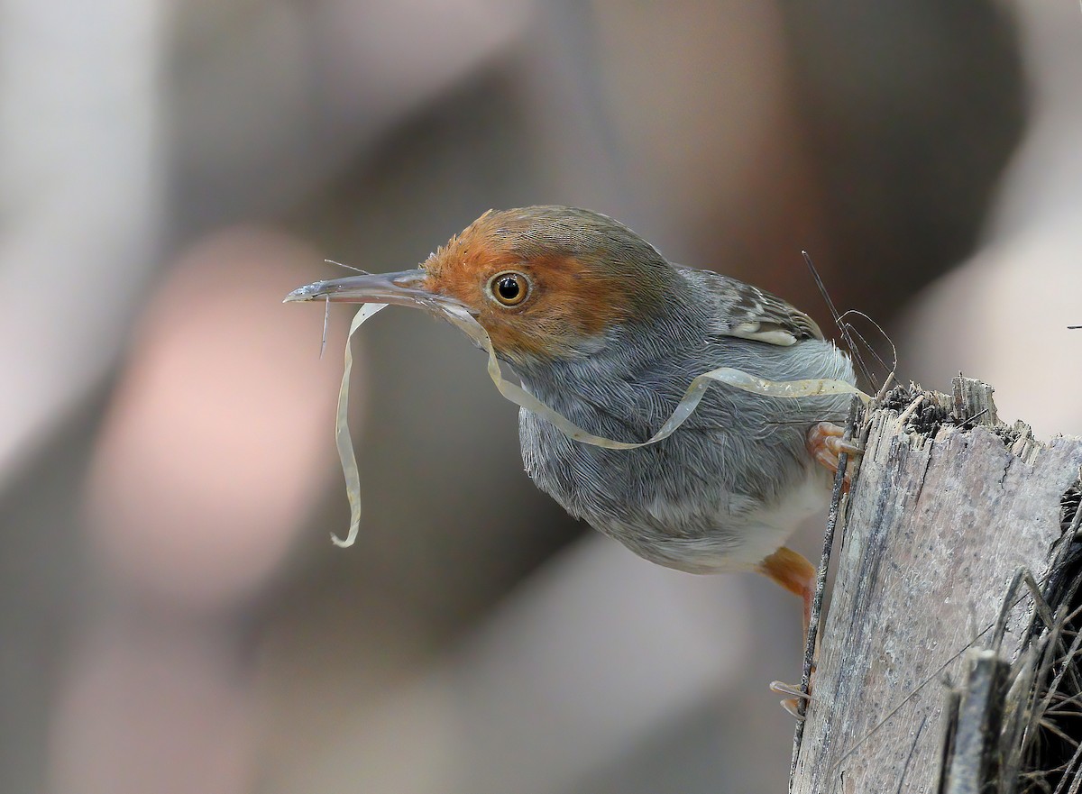 Ashy Tailorbird - ML609661220