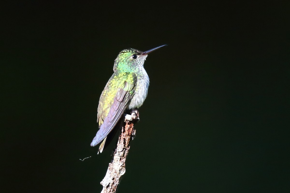 kolibřík pestrý - ML609661234