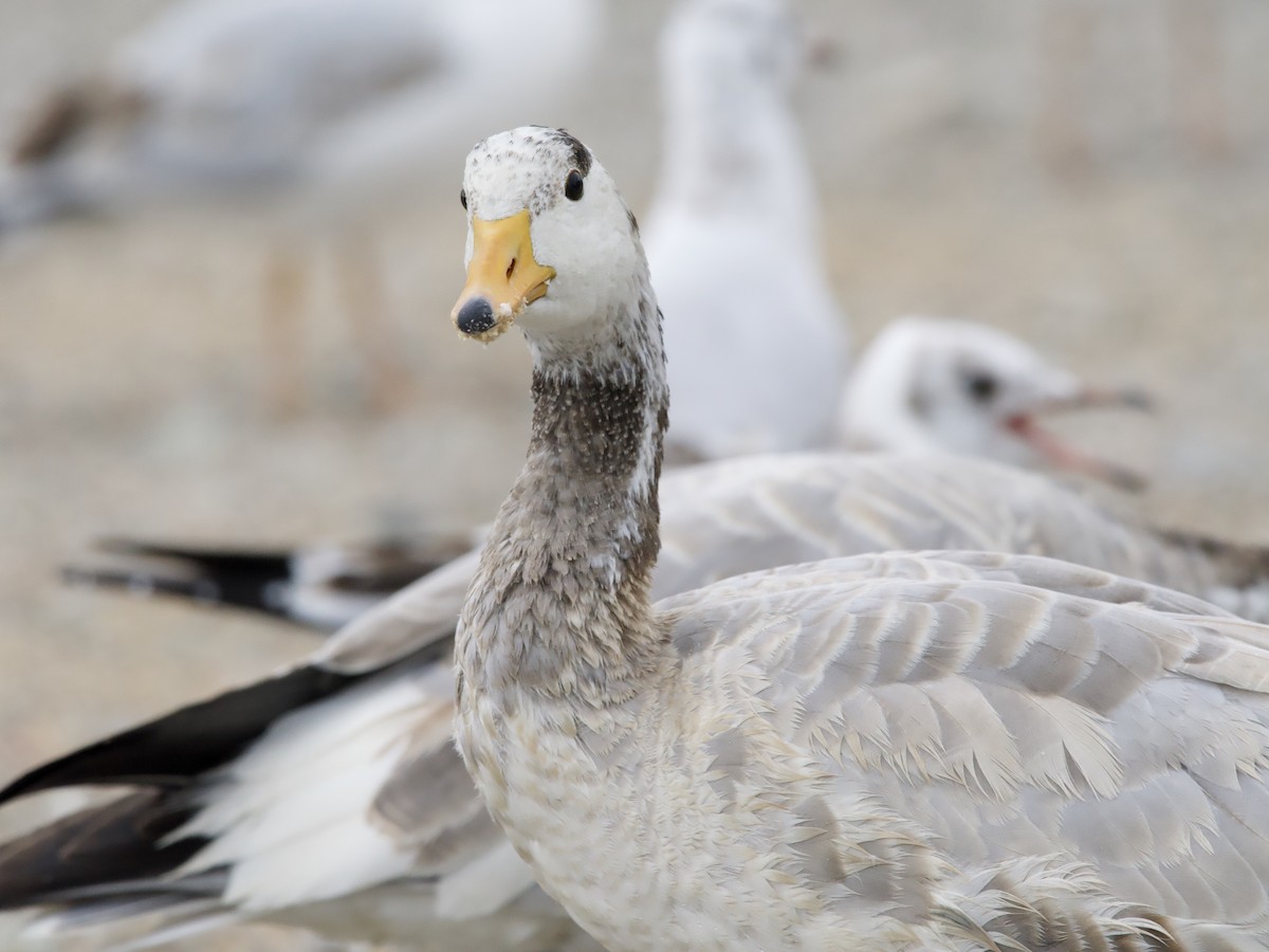 Bar-headed Goose - ML609661235