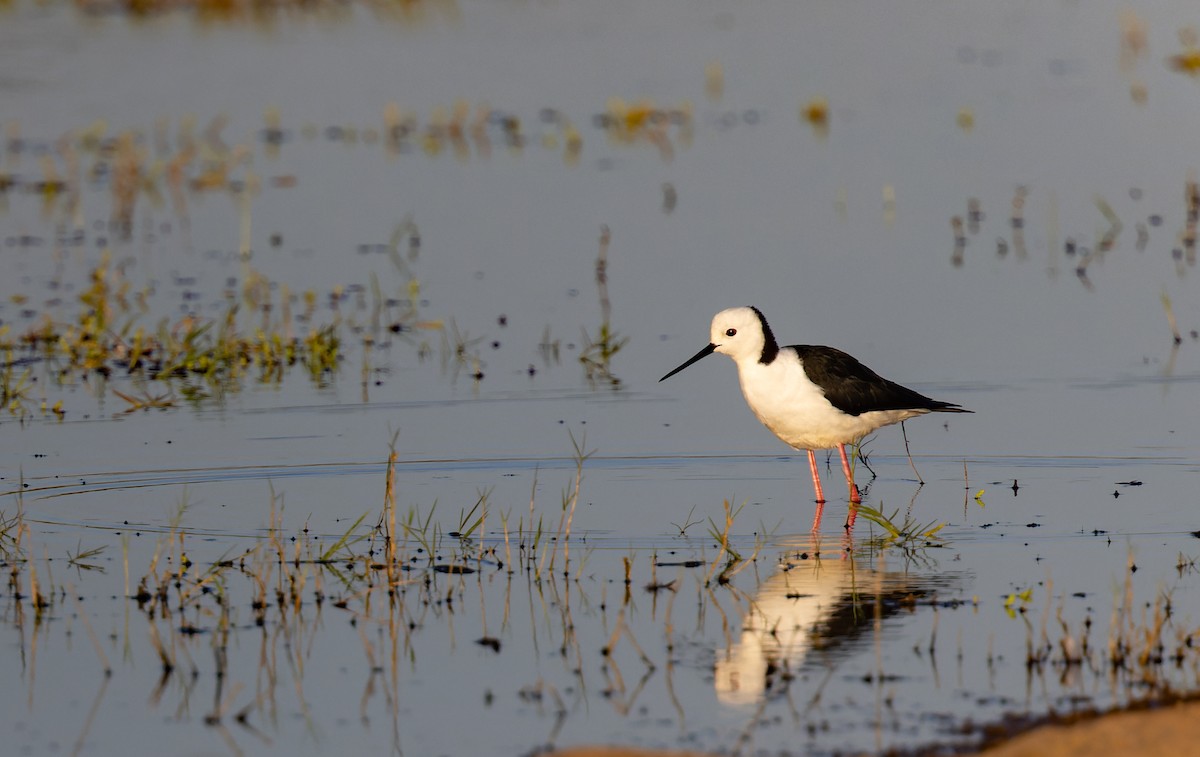 Pied Stilt - Geoff Dennis