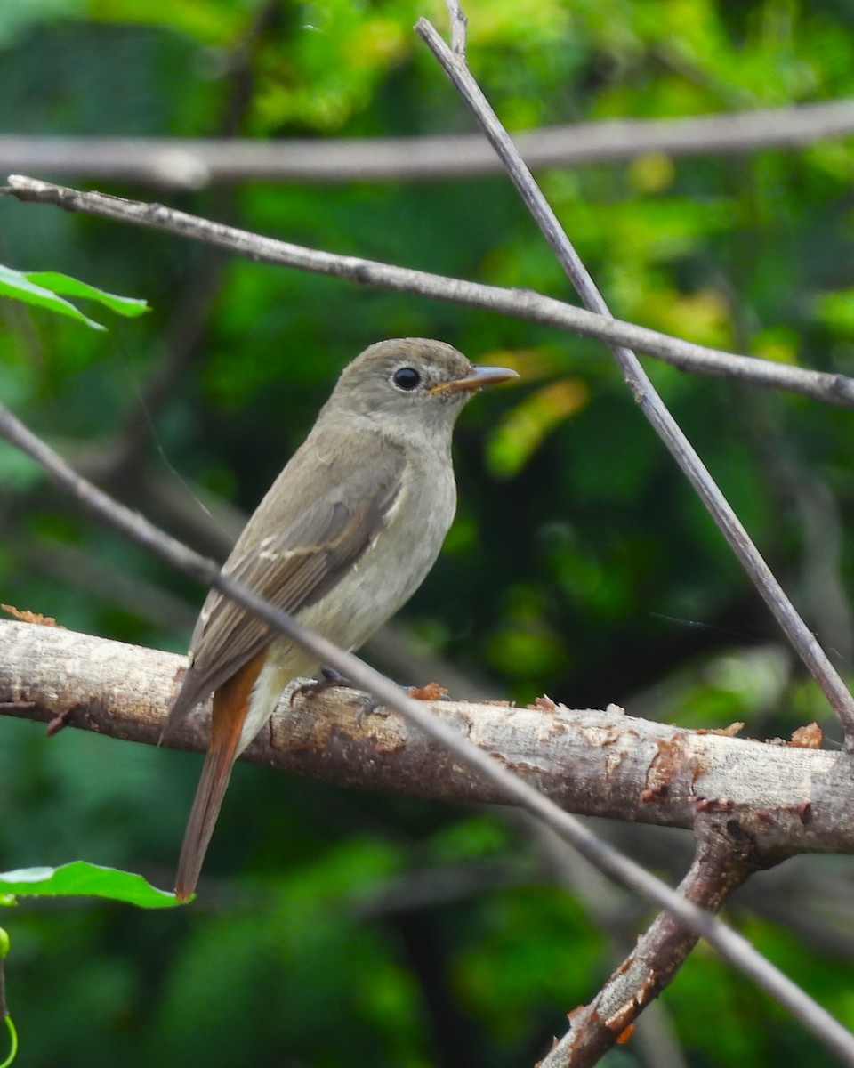 Rusty-tailed Flycatcher - ML609661379