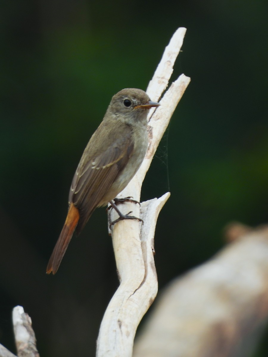 Rusty-tailed Flycatcher - ML609661380