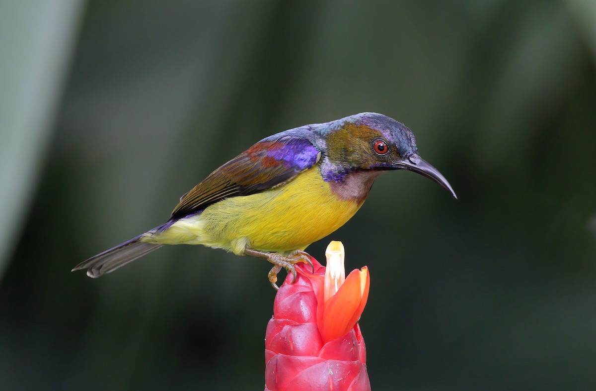 Brown-throated Sunbird - ML609661519