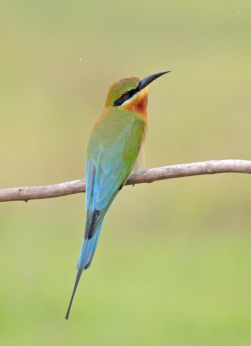 Blue-tailed Bee-eater - ML609661545
