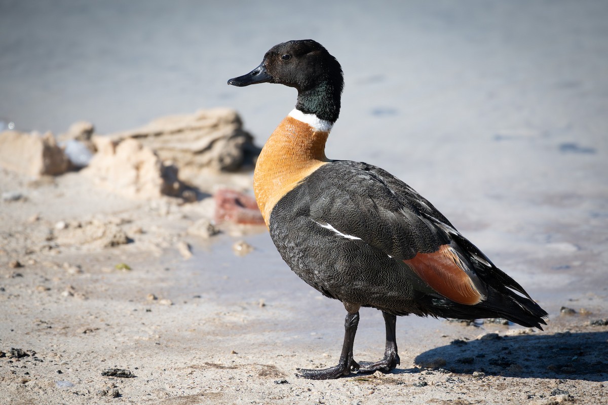 Australian Shelduck - ML609661595