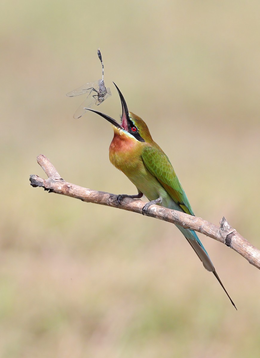 Blue-tailed Bee-eater - ML609661626