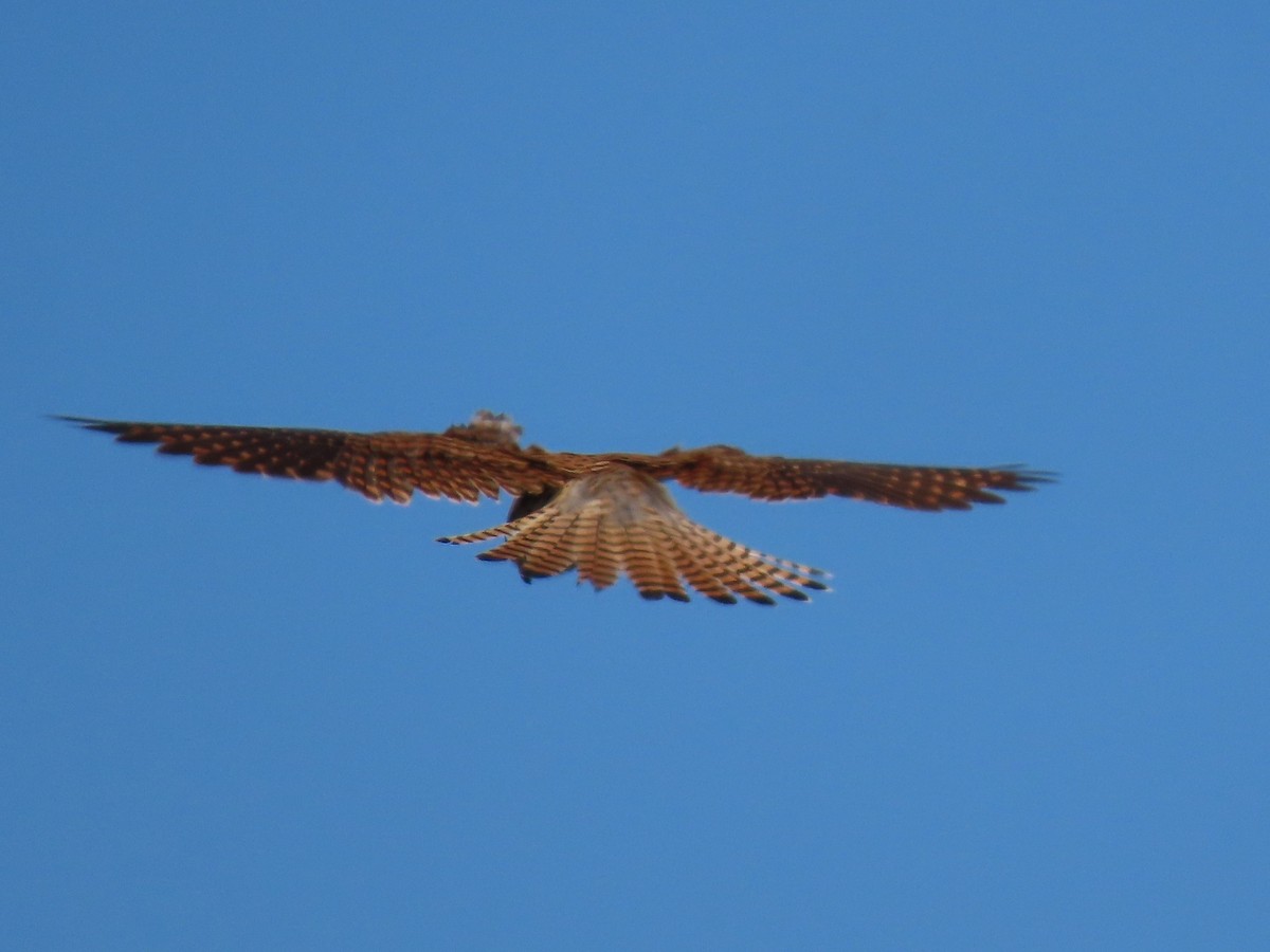 Eurasian Kestrel - ML609661790