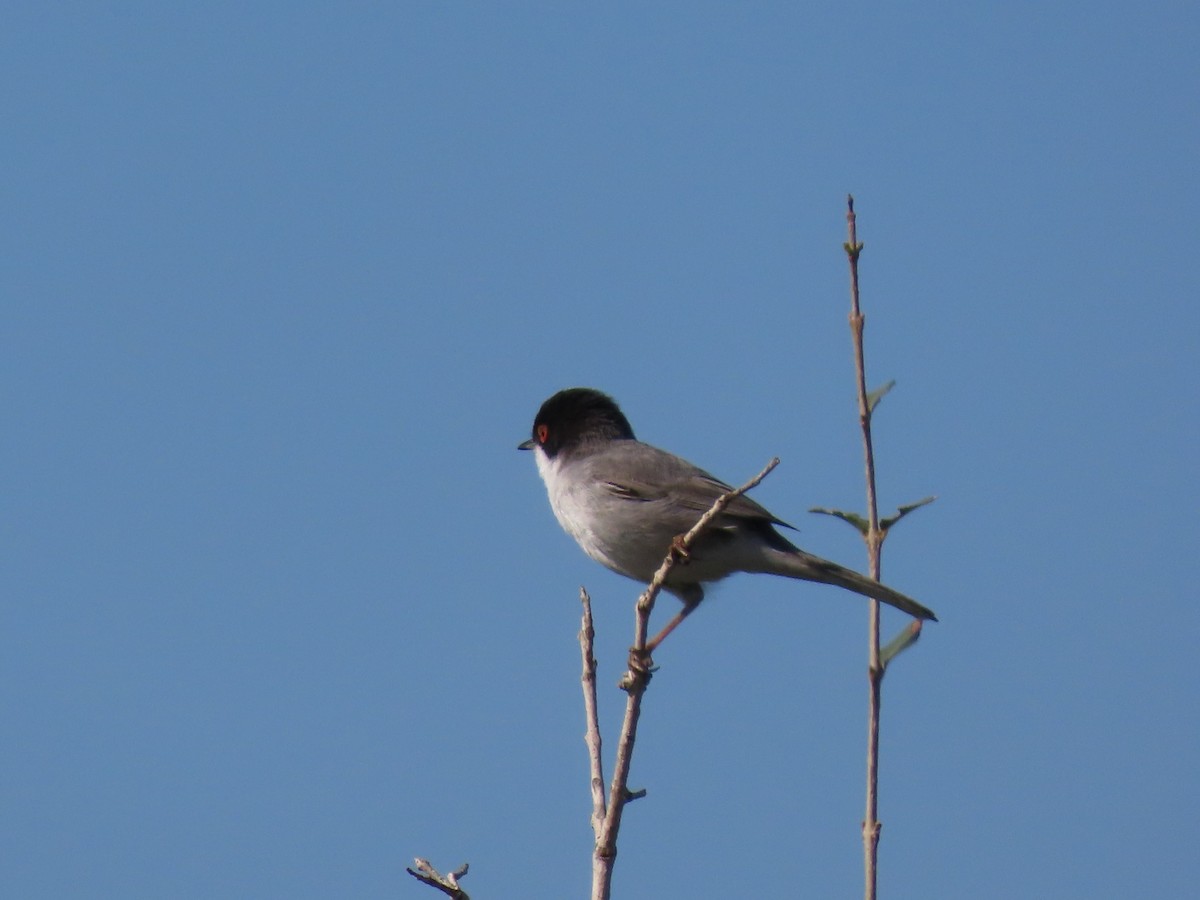 Sardinian Warbler - ML609661792