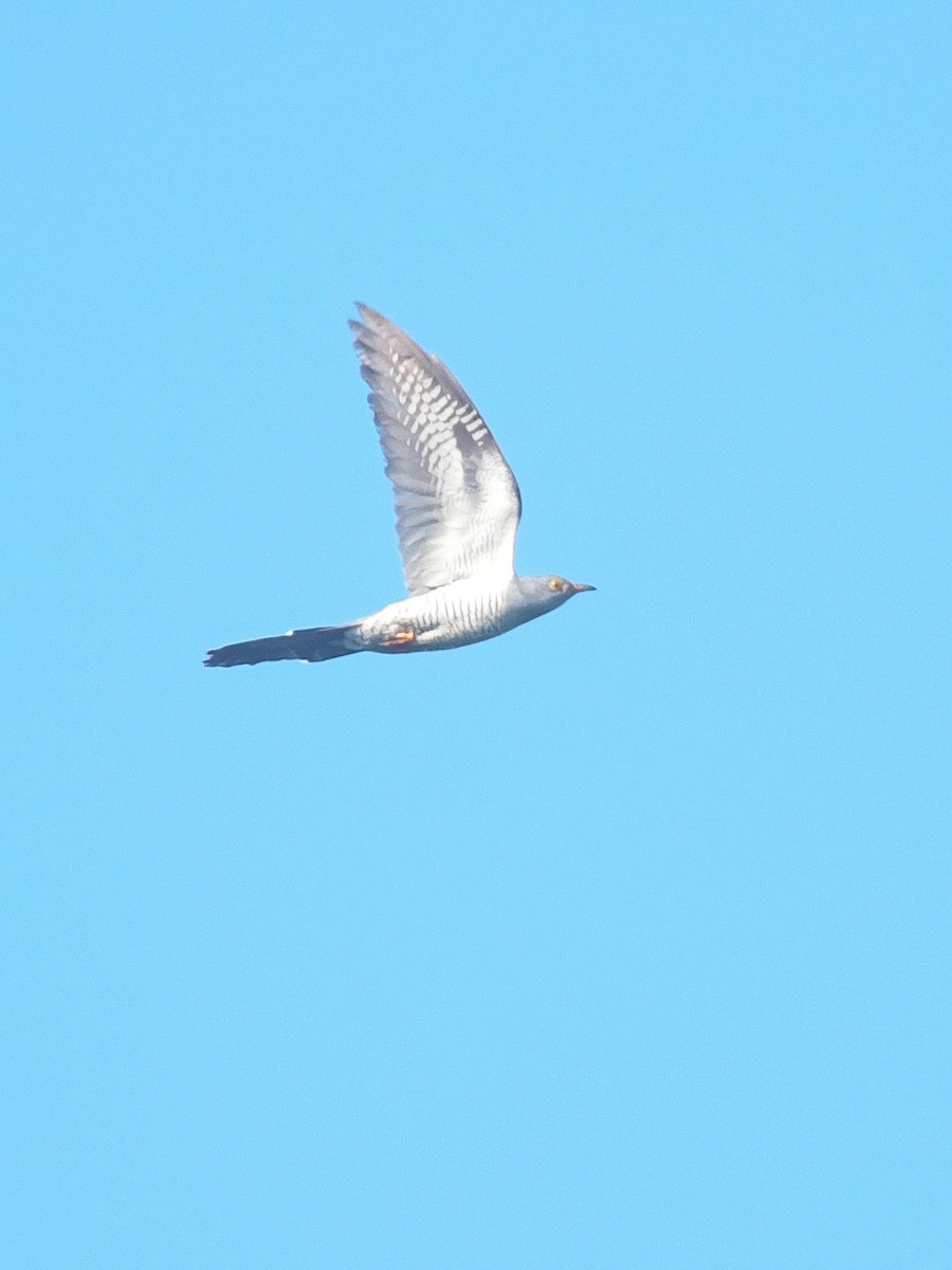 Common Cuckoo - ML609661854