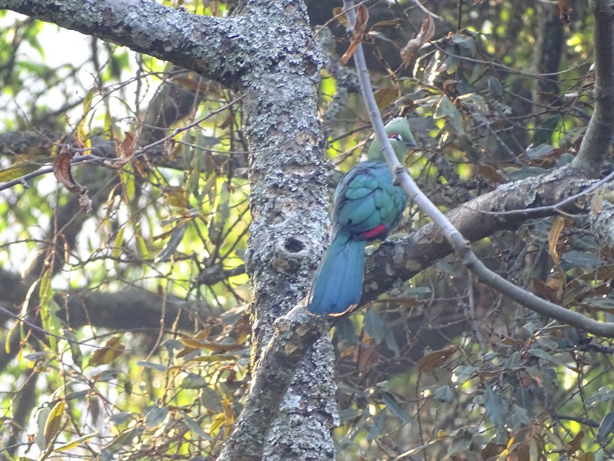 Black-billed Turaco - ML609661873