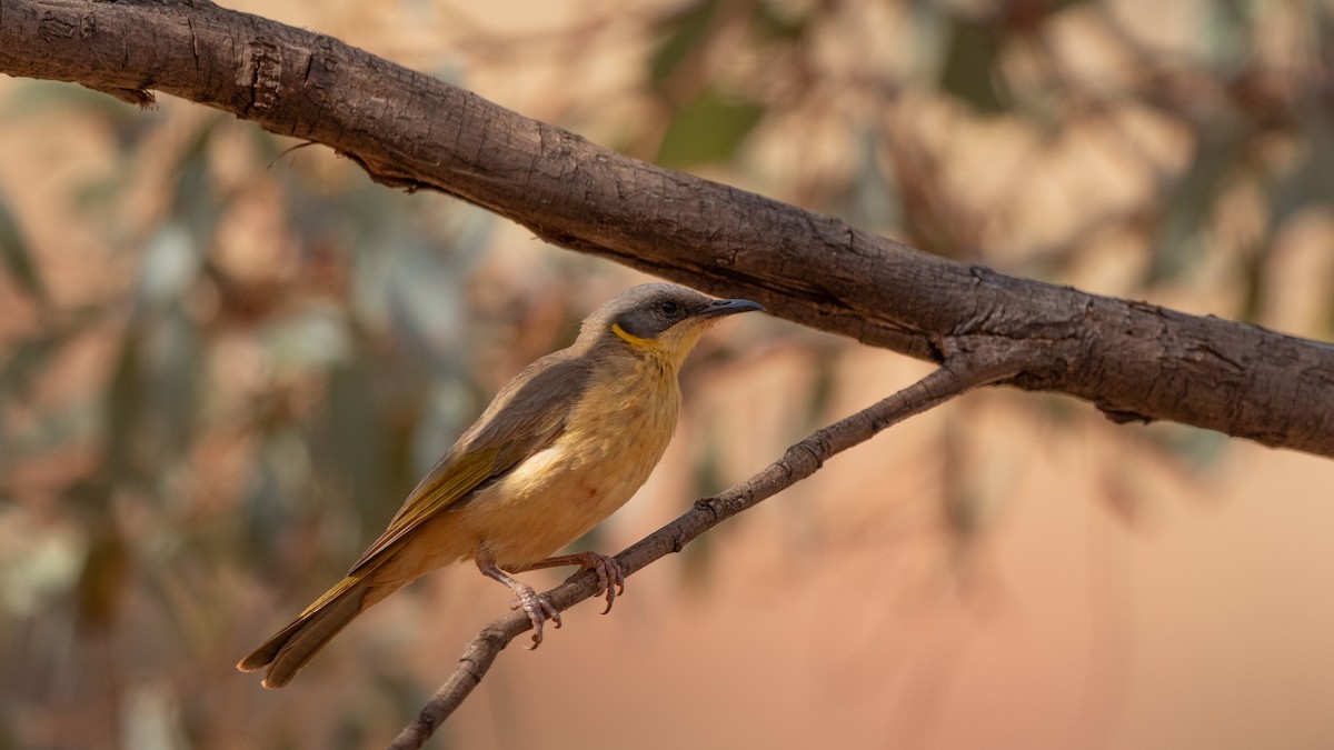 Gray-headed Honeyeater - ML609661875