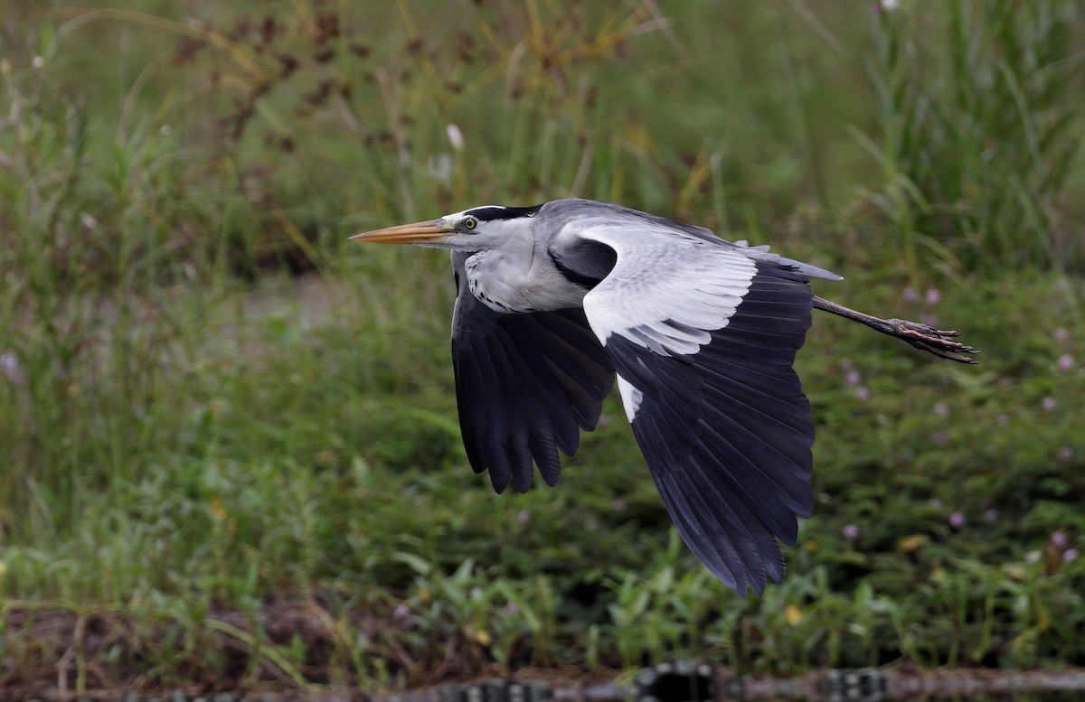 Gray Heron - sheau torng lim