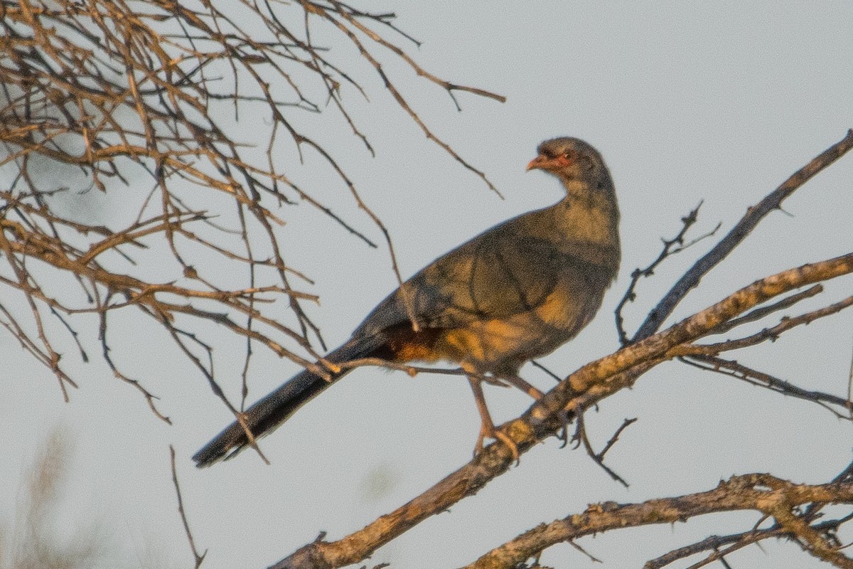 Chaco Chachalaca - ML609662090