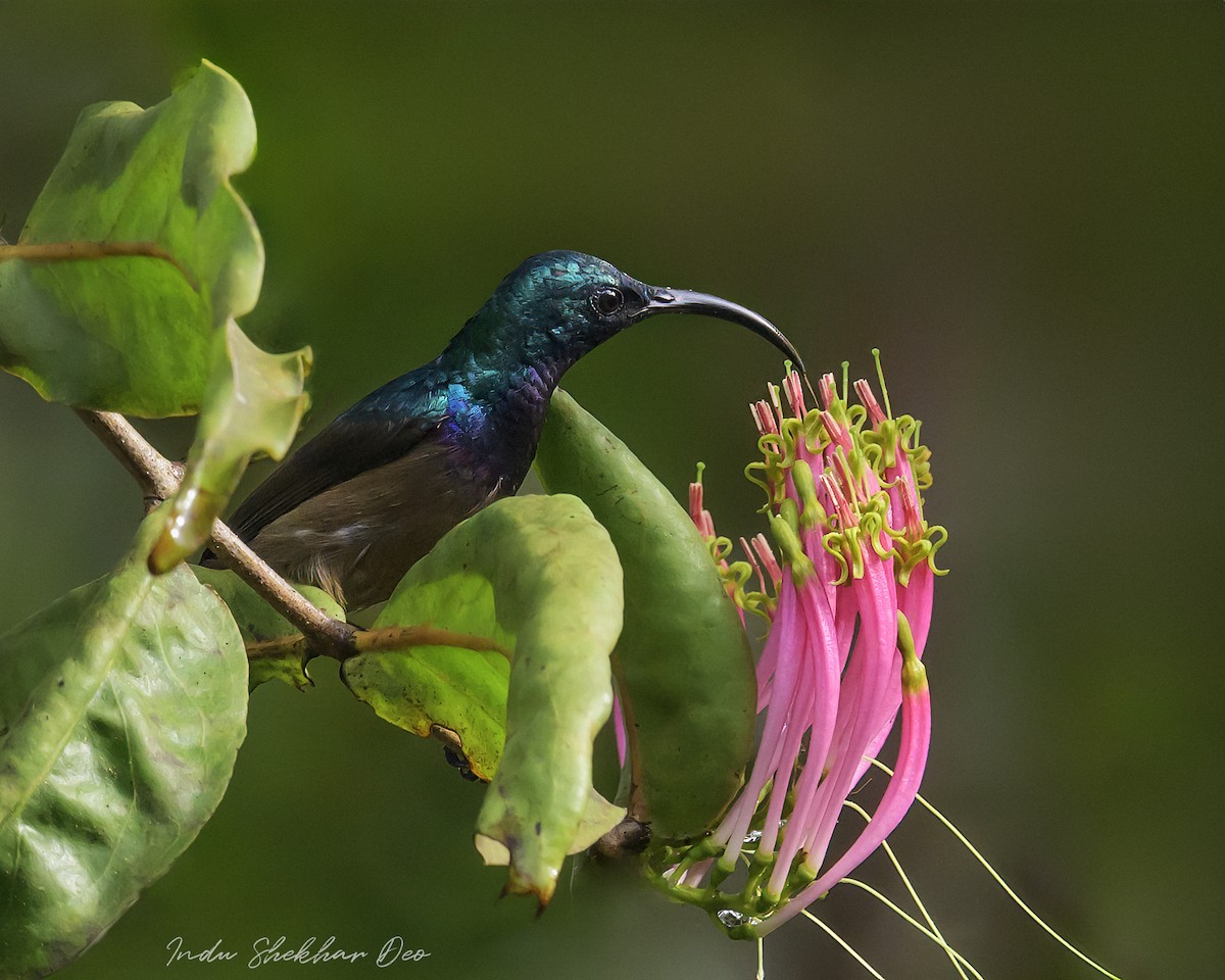 Loten's Sunbird - ML609662228