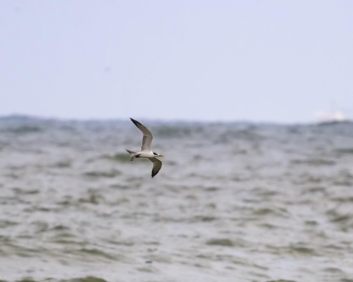 Great Crested Tern - ML609662246