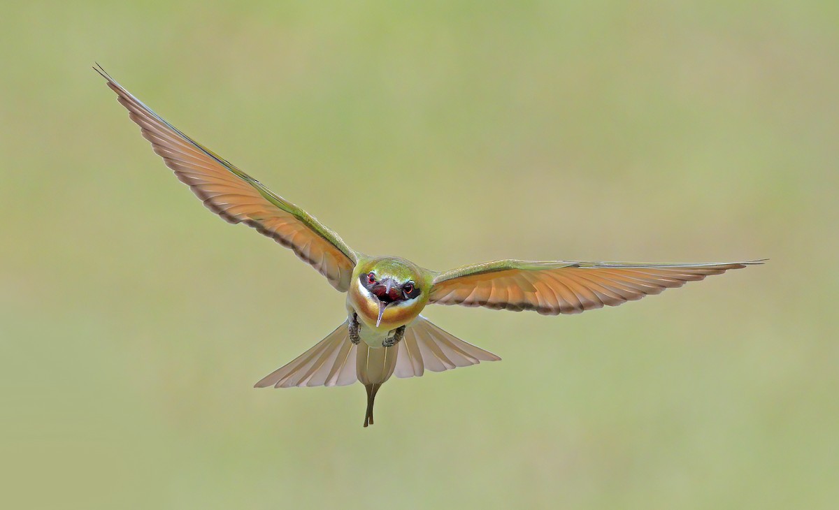 Blue-tailed Bee-eater - ML609662289