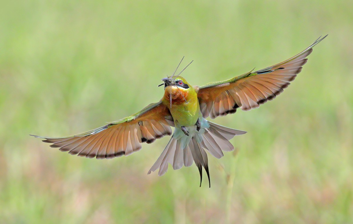 Blue-tailed Bee-eater - sheau torng lim