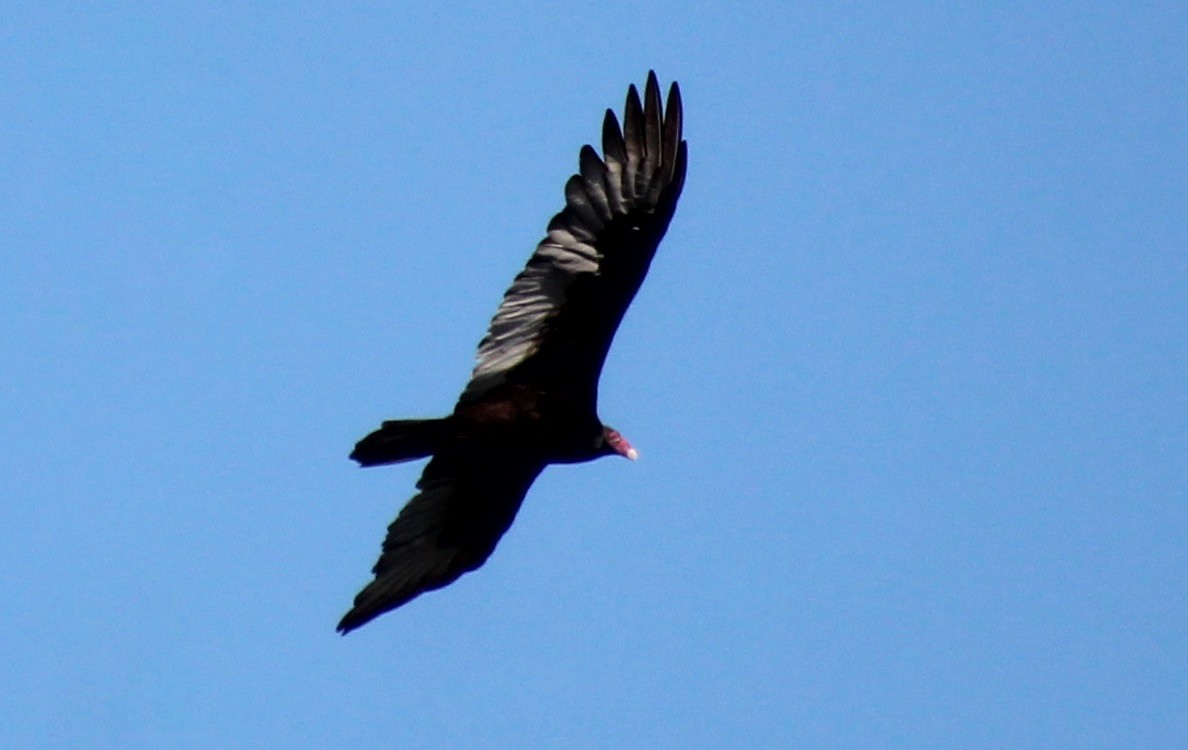 Turkey Vulture - ML609662325